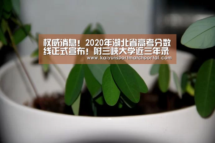 开云体育直播
